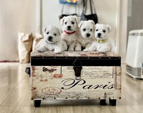 West Highland Terrier White puppies for SALE